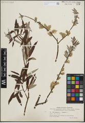 Foto von Salix lapponum L. x Salix viminalis L.